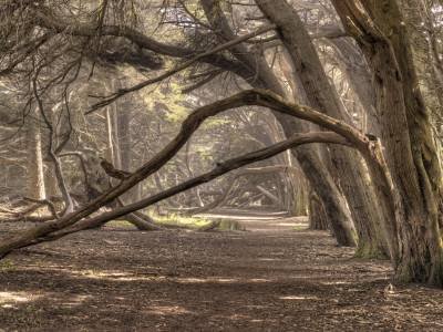 CAsp13-26 - Mystical Hedgerow