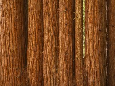 CAsp13-45 - Redwood Trunks off Timber Ridge Road