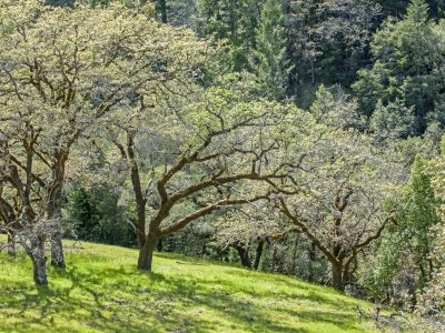 CAsp13-64-SR-CPO-Oaks__DSC4340-wk