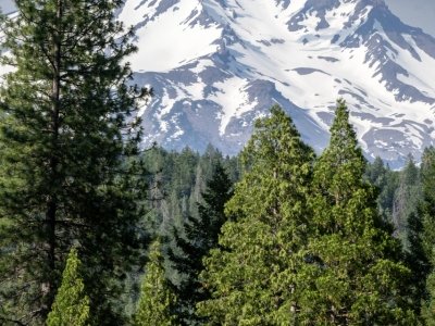 CAsu25-2-MT-Shasta