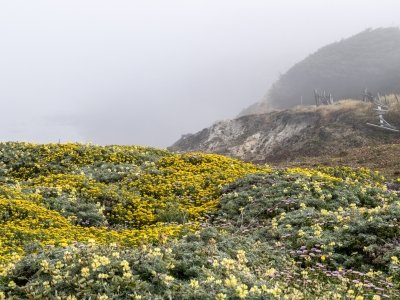 CAsu25-21-Sea-Ranch-Yellow-Flowered-Plant-on-Foggy-Coast