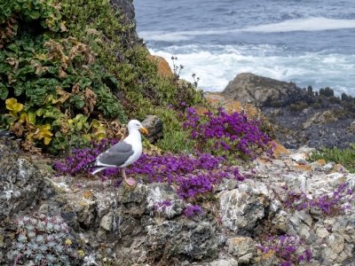 CAsu25-35-Sea-Ranch-Gull-on-Rock-with-Wildflowers