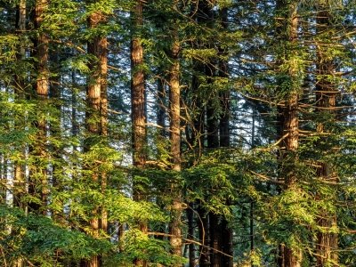 CAsu25-8-Sea-Ranch-Tree-House-View_DSC0313-wk-copy