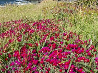 Casp13-75-Asters-on-Coastal-Trail_DSC4636-wk