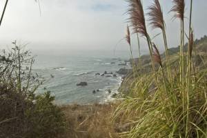 CAf071- Andean Pampas Grass