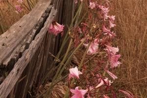 CAf0725 - Pink Daylilies along a Fence