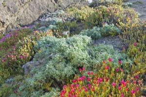 CAsp13 - Flowers on Black Point,