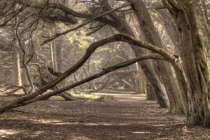 CAsp13-26 - Mystical Hedgerow
