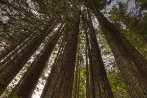 CAsp13-29 - Hot Spot Redwoods