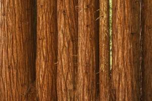 CAsp13-45 - Redwood Trunks off Timber Ridge Road