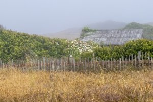 CAsu25-13-Sea-Ranch-Shed-and-Fence-in-Fog