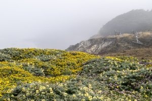 CAsu25-21-Sea-Ranch-Yellow-Flowered-Plant-on-Foggy-Coast