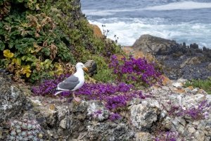 CAsu25-35-Sea-Ranch-Gull-on-Rock-with-Wildflowers