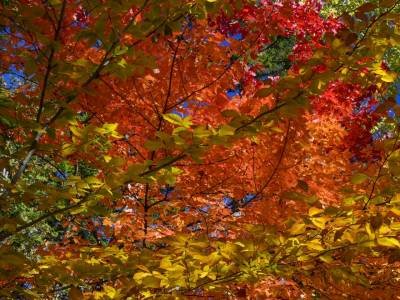 1_KFf77-Grindstone-Pond-leaves-crop-square-DSC2933-wk