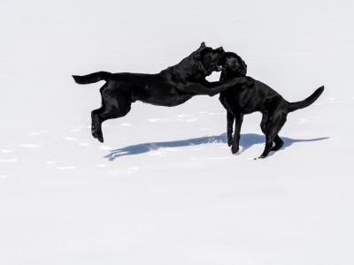 1_Mook-Dogs-w3
