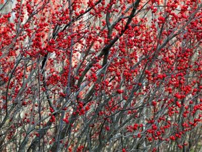 BLf23-Winter-Berries-at-Austin-Bog