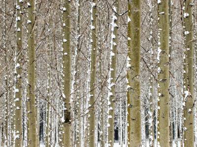 CANw11-Lined-up-Trees