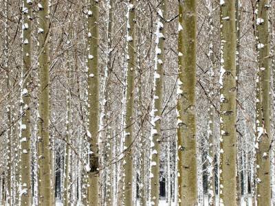 CANw11-Lined-up-Trees