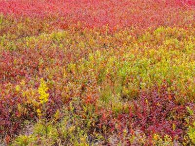 DEf101-Blueberry-Field-Pattern_DSC5497-wk