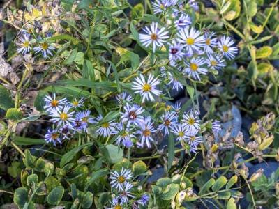 DEf122_Boot-Cove-asters-DSC5278-wksq