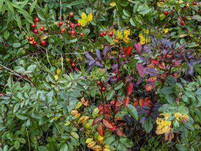 DEf130_Cobscook-Bay-Foliage-Collage-DSC5344-wksquare