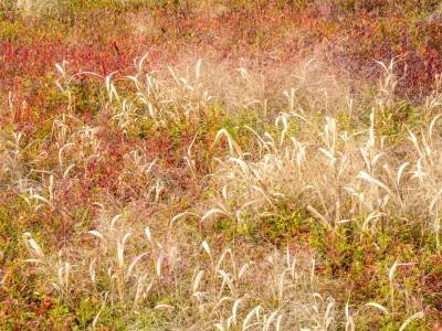 DEf80-Blueberry-Field-with-White-Grass_DSC5091-crop-sq-wk