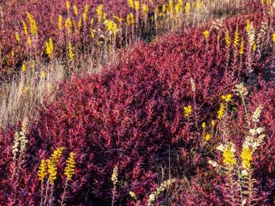 DEf86-Blueberry-Field-with-Goldenrod__DSC5132-wk