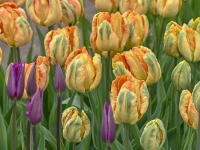 FLR46-Wicked-Tulips-tulips-with-purple