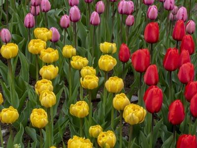 FLR6-2019-Wicked-Tulips