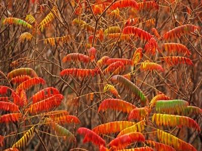 HWf1-Audubon-Sumac-1
