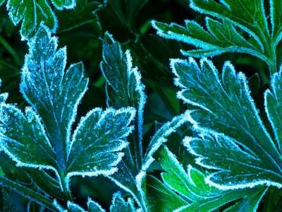 HWf2 - Frozen Parsley