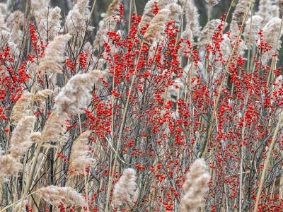 HWf27-Winter-Berries-and-Phragmites