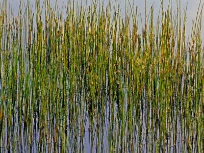 HWsp24 - Water Horsetail