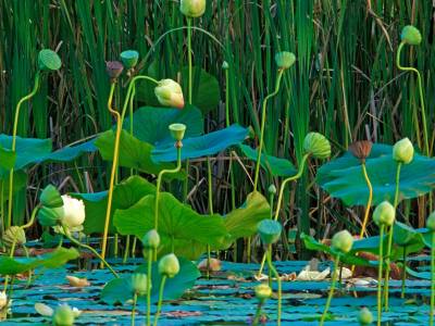 HWsu3 - Lotus Pond