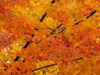 KFf46 - Schoolhouse Maples