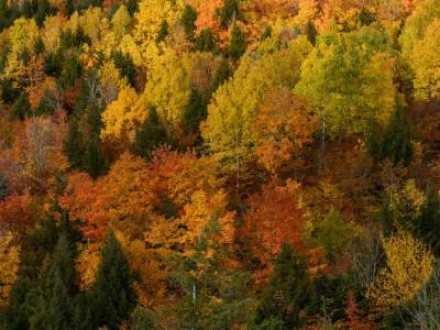 KFf89-Fall-foliage-from-Ira-Mountain