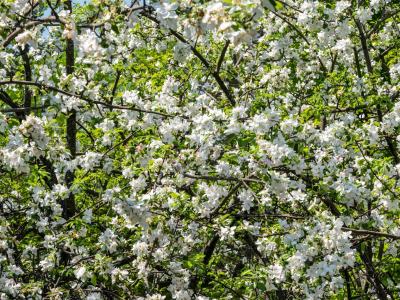 KFsp73-Apple-Blossoms-from-Schoolhouse-Studio