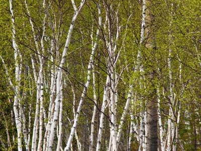 MHTsp99-Birch
