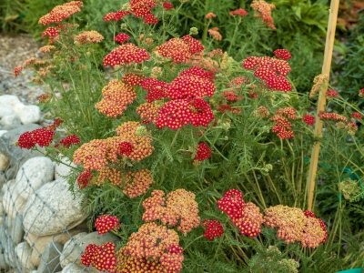 MTsu23-12-Greycliff-Gardens