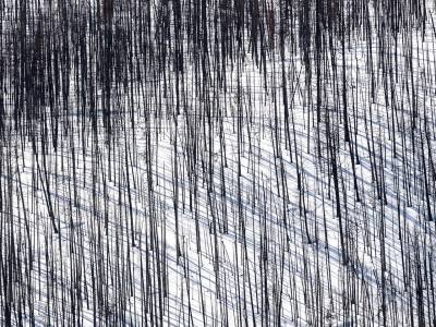 MTw20-1-Burned-Forest-Galatin-Valley-MT