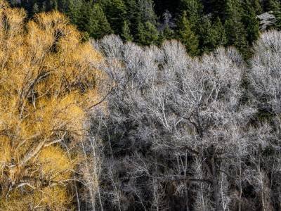 MTw20-15-Three-Colors-of-Winter-Foliage-Paradise-Valley-MT