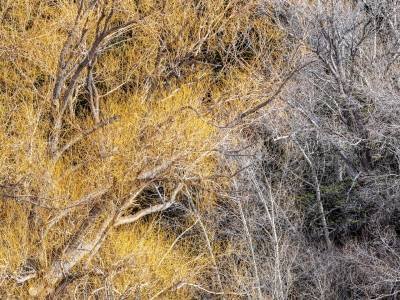 MTw20-5-Two-Tones-of-Foliage-Paradise-Valley-MT