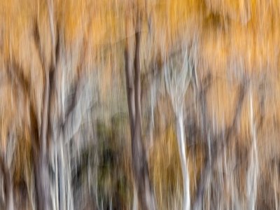 MTw20-7-Winter-Willow-Foliage-Paradise-Valley-MT