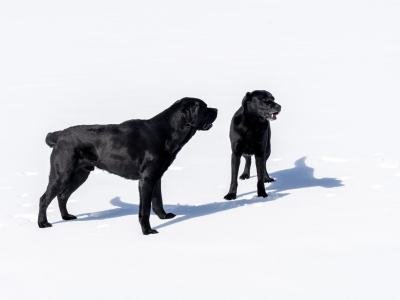 Mook-Dogs-w1