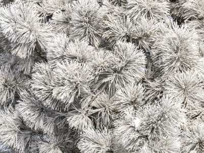 NEBf1-2020-Frosty-Evergreen