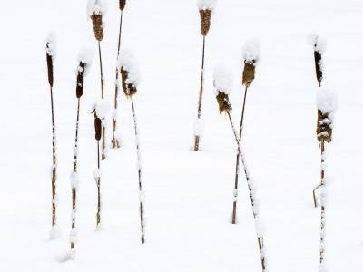 NPw69-Fifteen-Cat-Tails-in-Snow-North-New-Portland