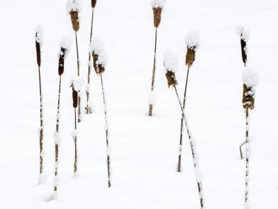 NPw69-Fifteen-Cat-Tails-in-Snow-North-New-Portland