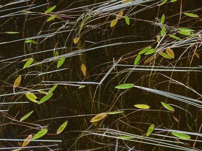 RLsu81-Grass-and-leaves