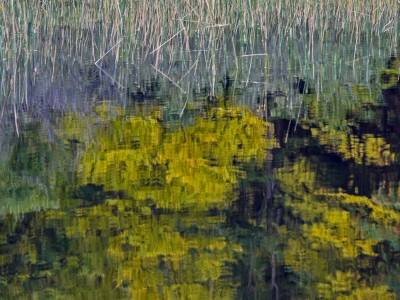 SLCf16-Chain-of-Ponds-Grasses