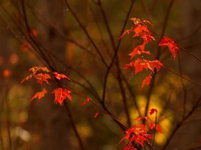 SLf145-Small-Foliage